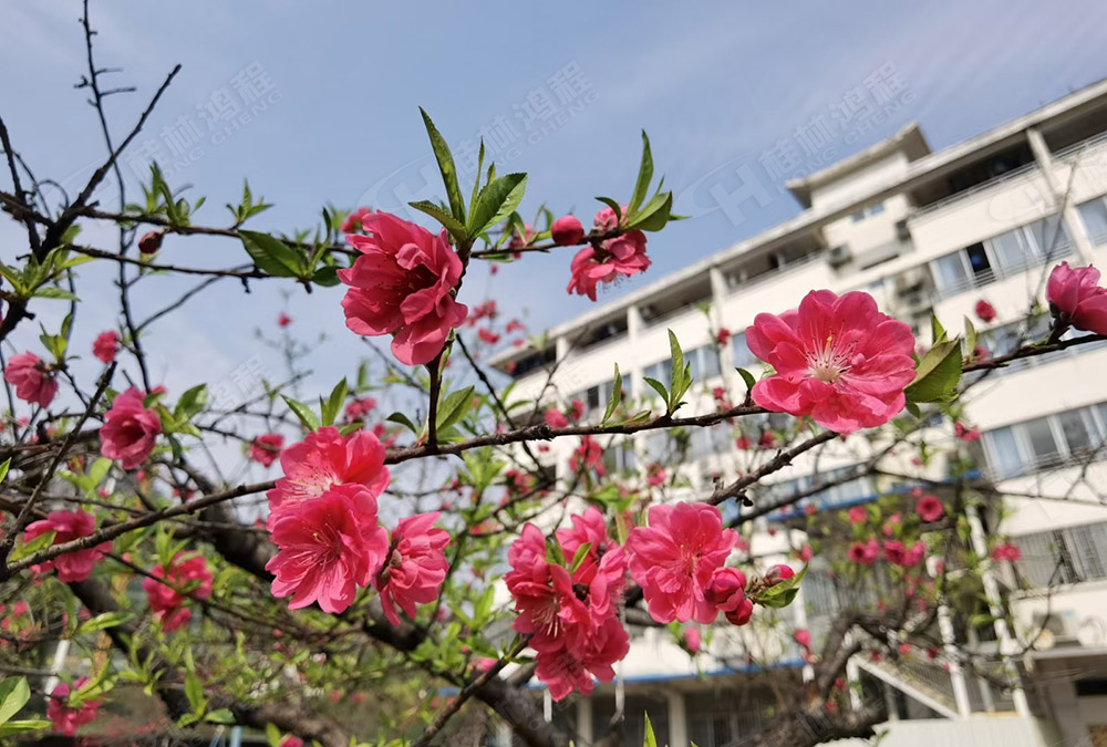 桂林鴻程花團(tuán)錦簇，滿園春色，邀您一起共賞春景，共商大計(jì)！